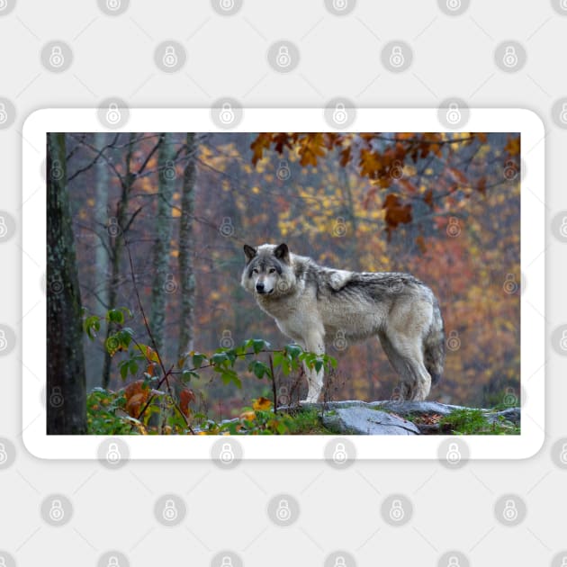 Timber Wolf Sticker by Jim Cumming